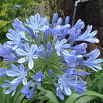 250px-Agapanthus_africanus